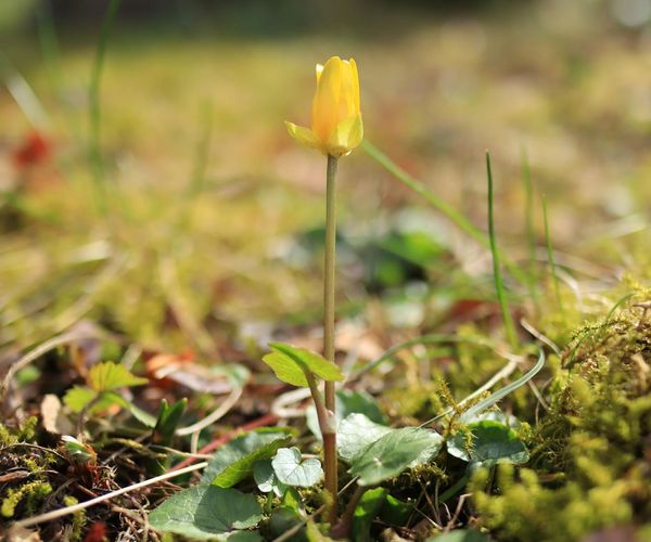 Minimalist visualization of energy levels and focus growth